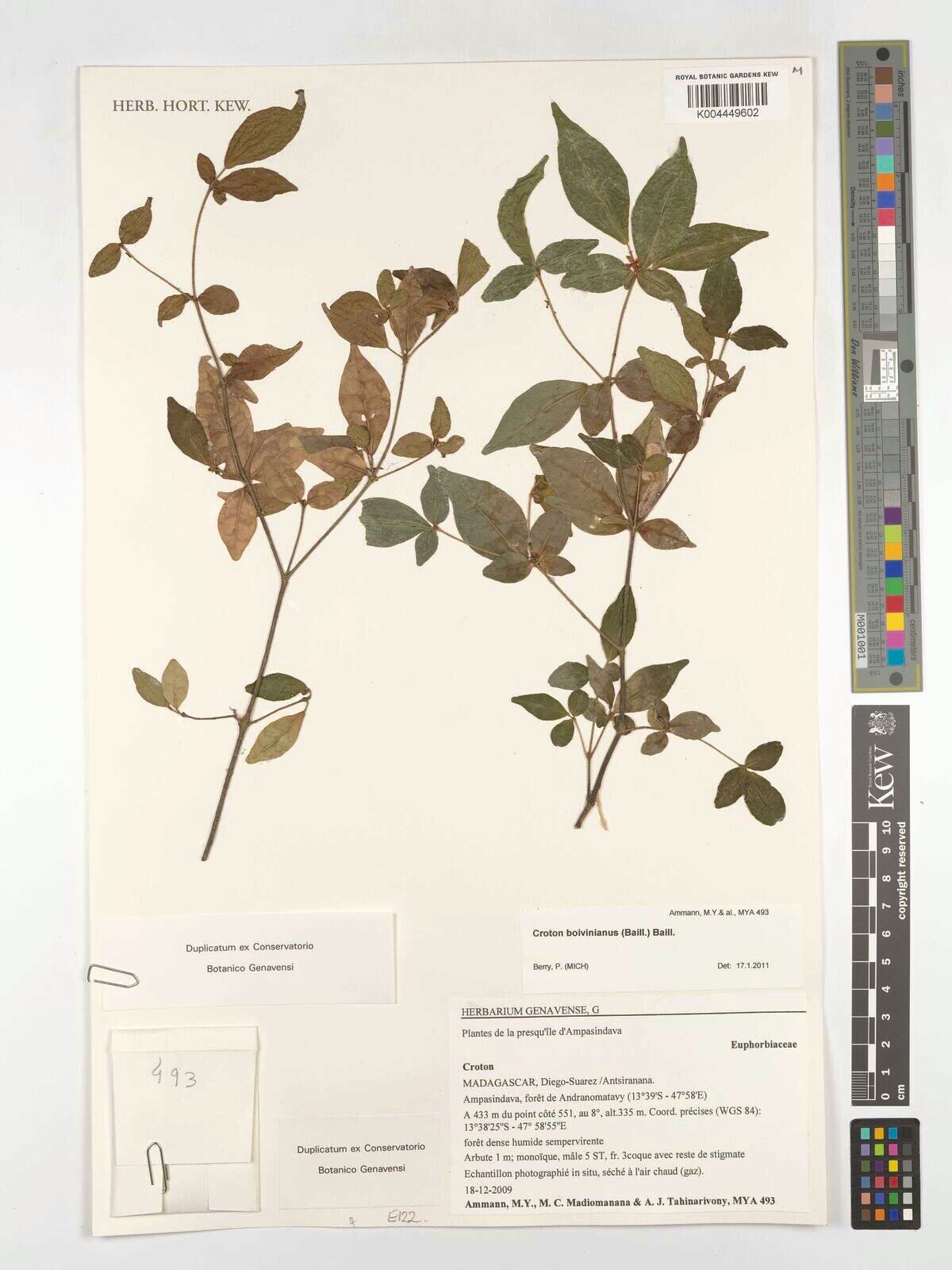 Croton boivinianus — houseplant care guide