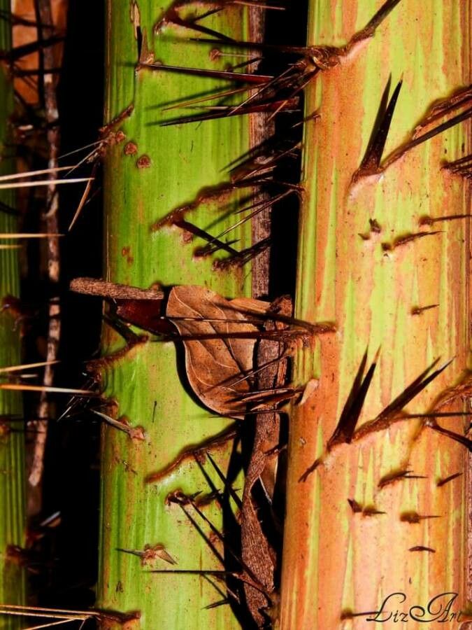 Acanthophoenix rubra bark