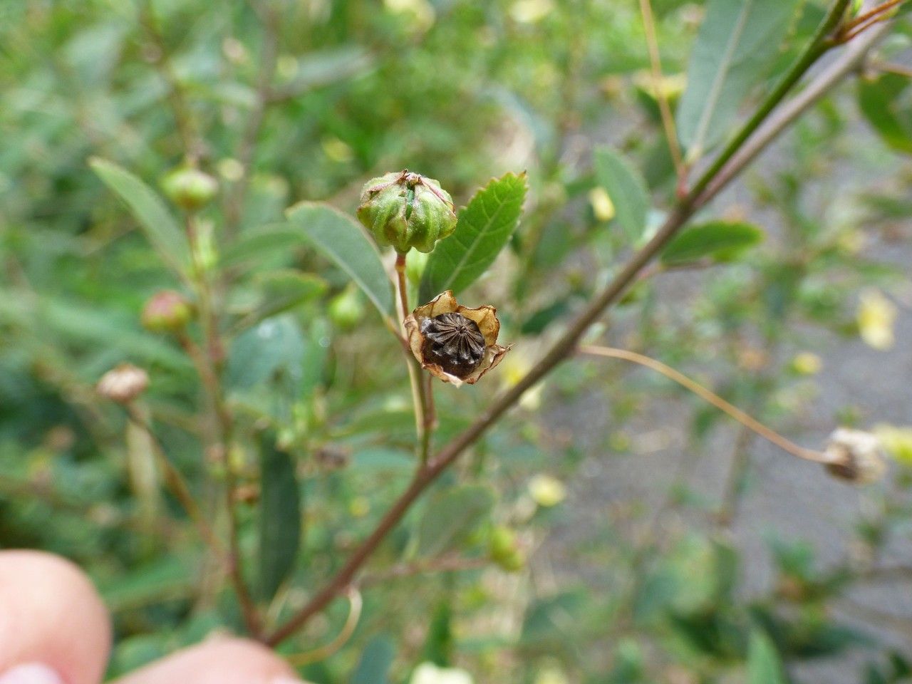 Sida retusa fruit
