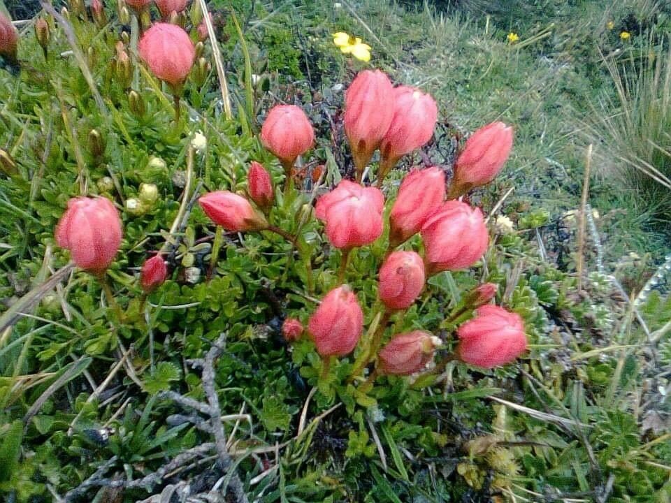 Gentianella rupicola — search result for 'Gentianella'