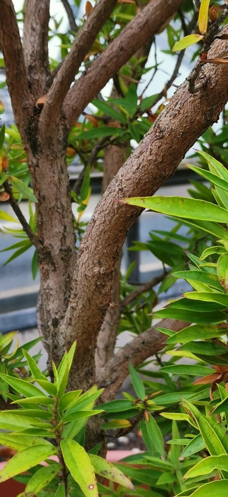 Psidium salutare bark