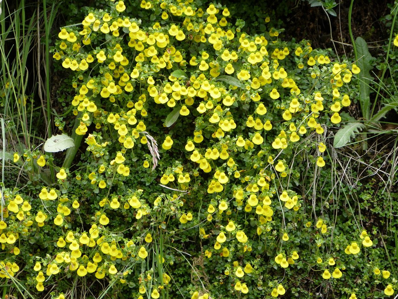 Calceolaria tenella habit