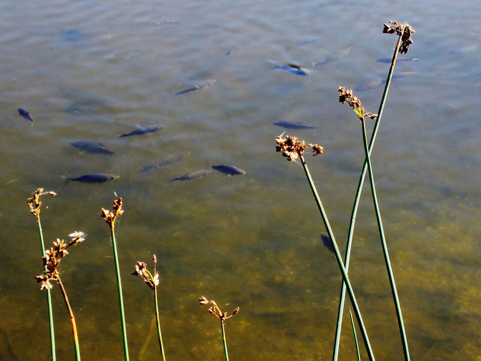 Schoenoplectus litoralis flower