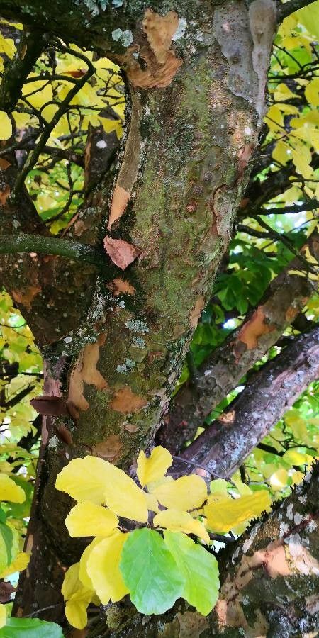 Parrotia subaequalis bark