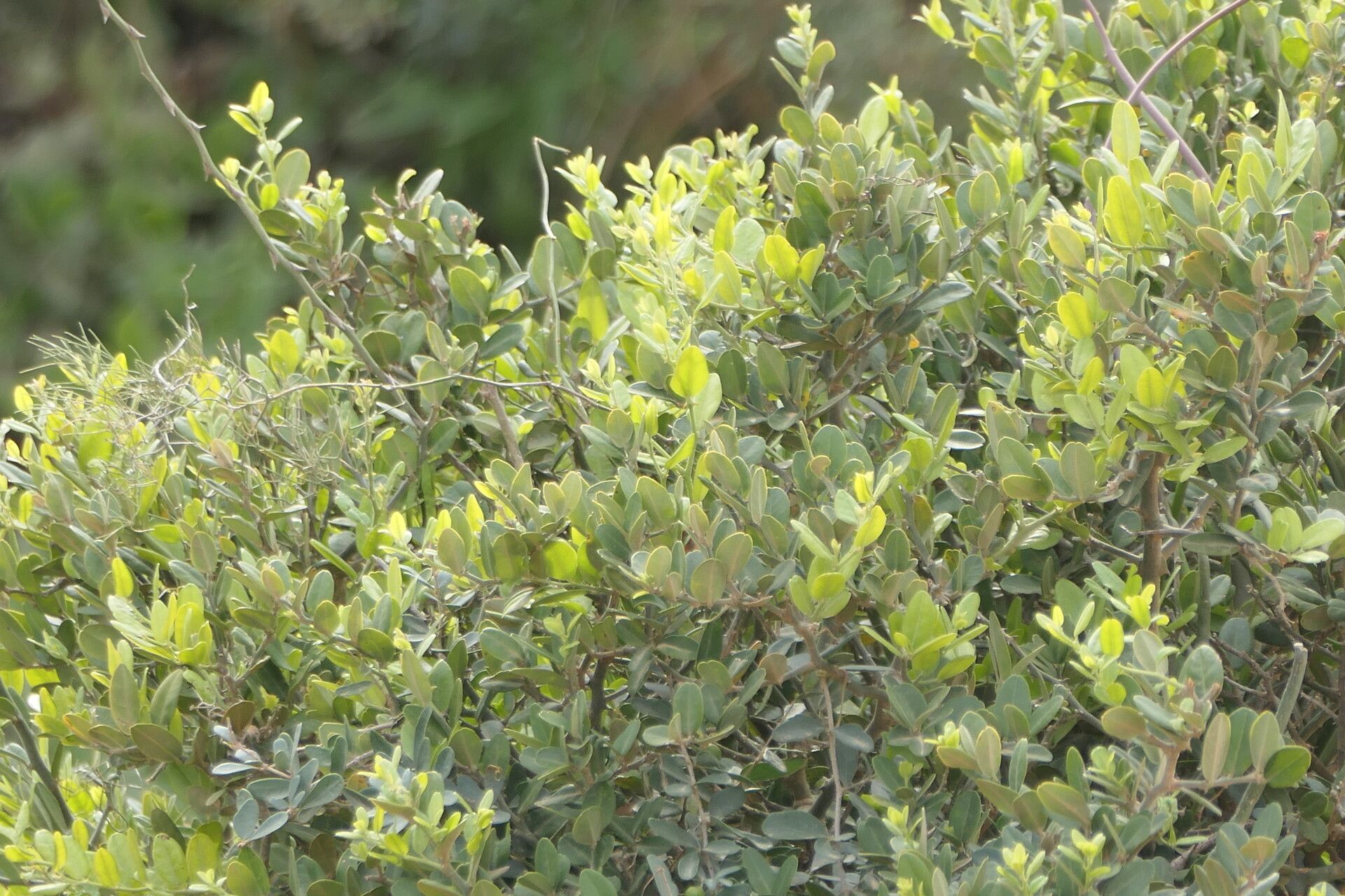 Capparis sepiaria leaf