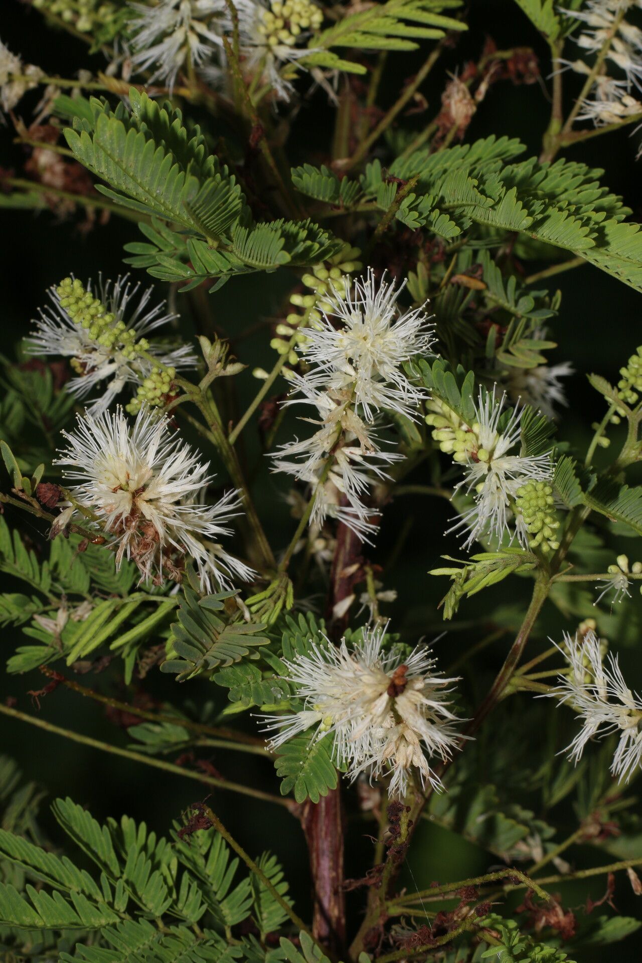 Mimosa platycarpa habit