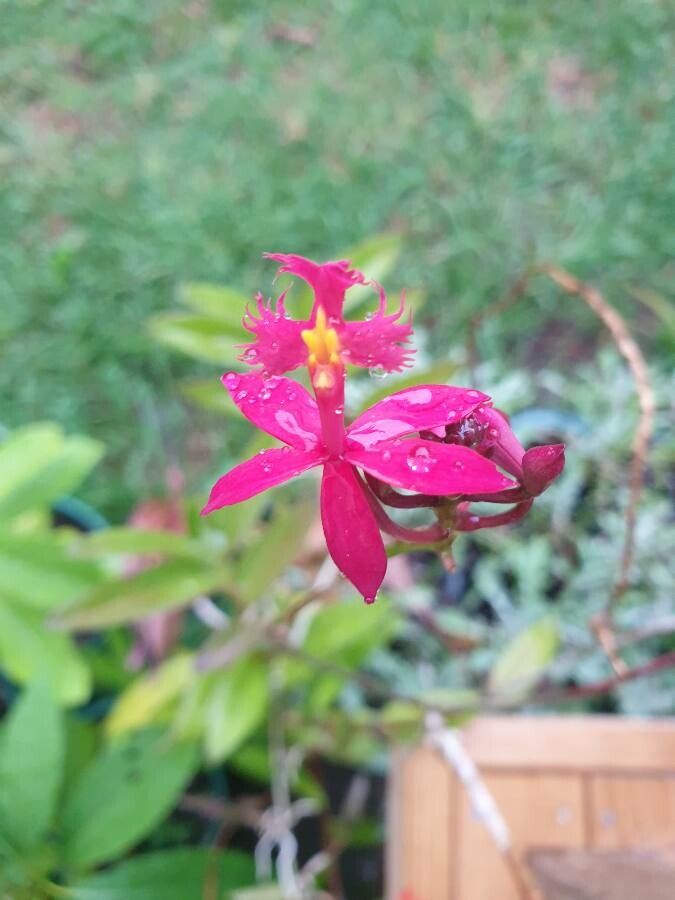 Epidendrum ibaguense flower