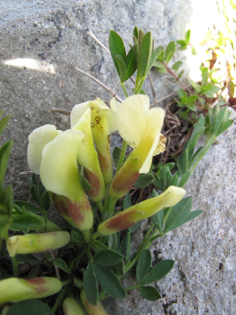 Cytisus polytrichus habit