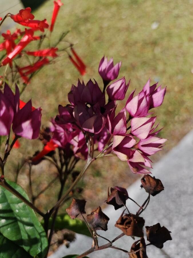 Allium peninsulare — search result for 'Allium'