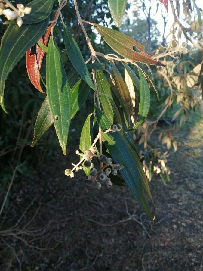 Miconia squamulosa — search result for 'Miconia'