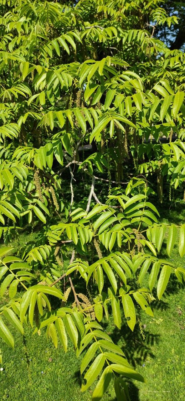 Pterocarya rhoifolia leaf