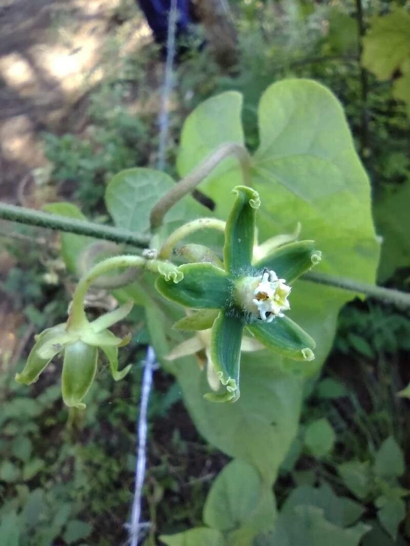 Gonolobus stenosepalus — houseplant care guide