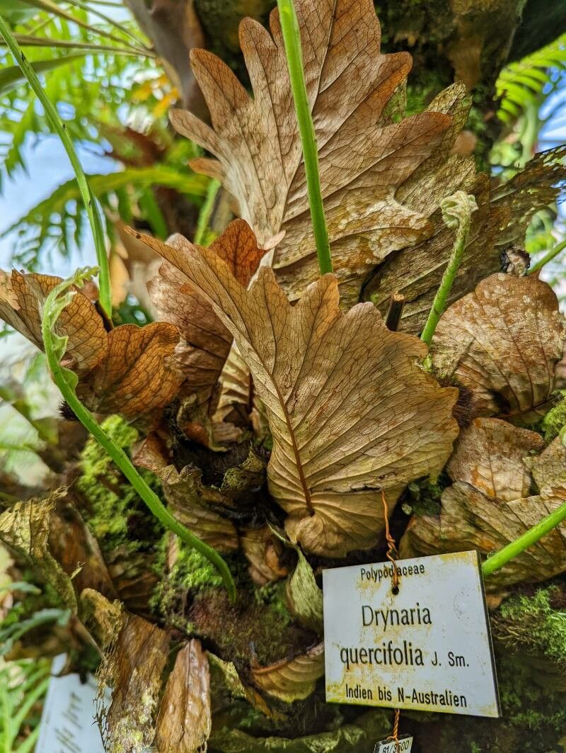 Drynaria quercifolia