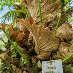 Drynaria quercifolia