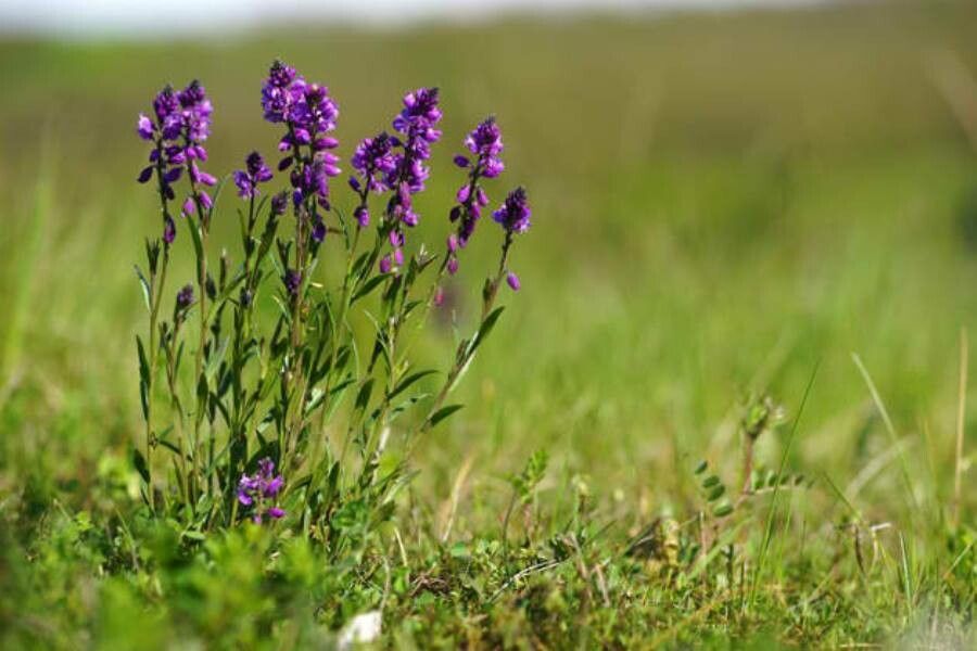 Polygala major — search result for 'Polygala'