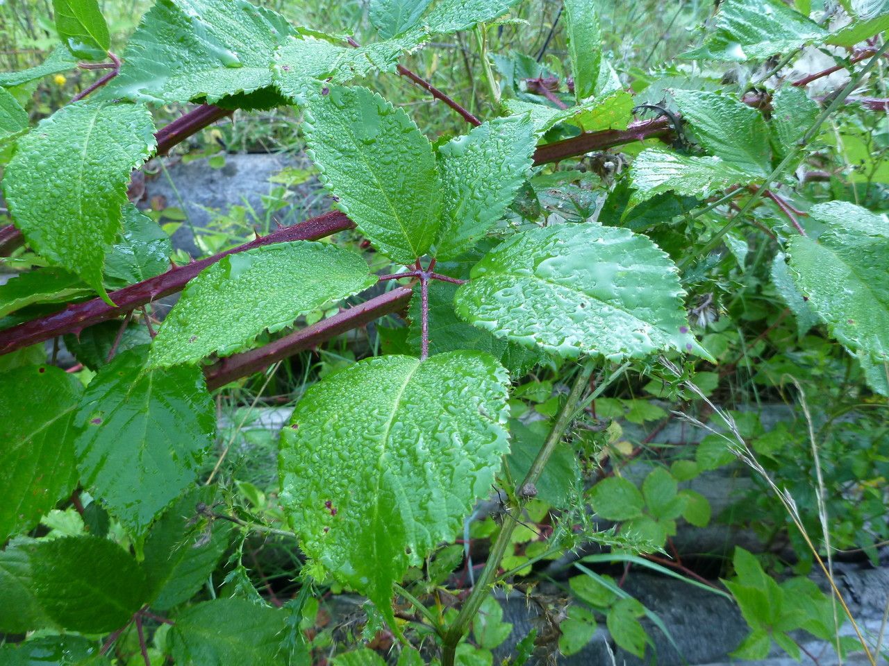 Rubus phyllostachys — search result for 'Phyllostachys'