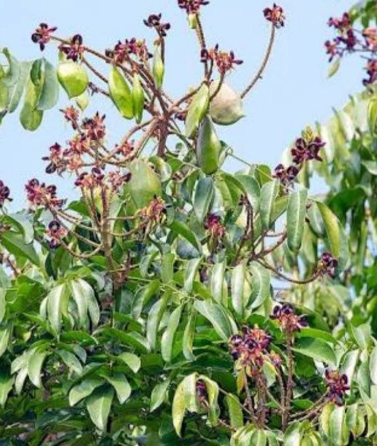 Callerya atropurpurea — houseplant care guide