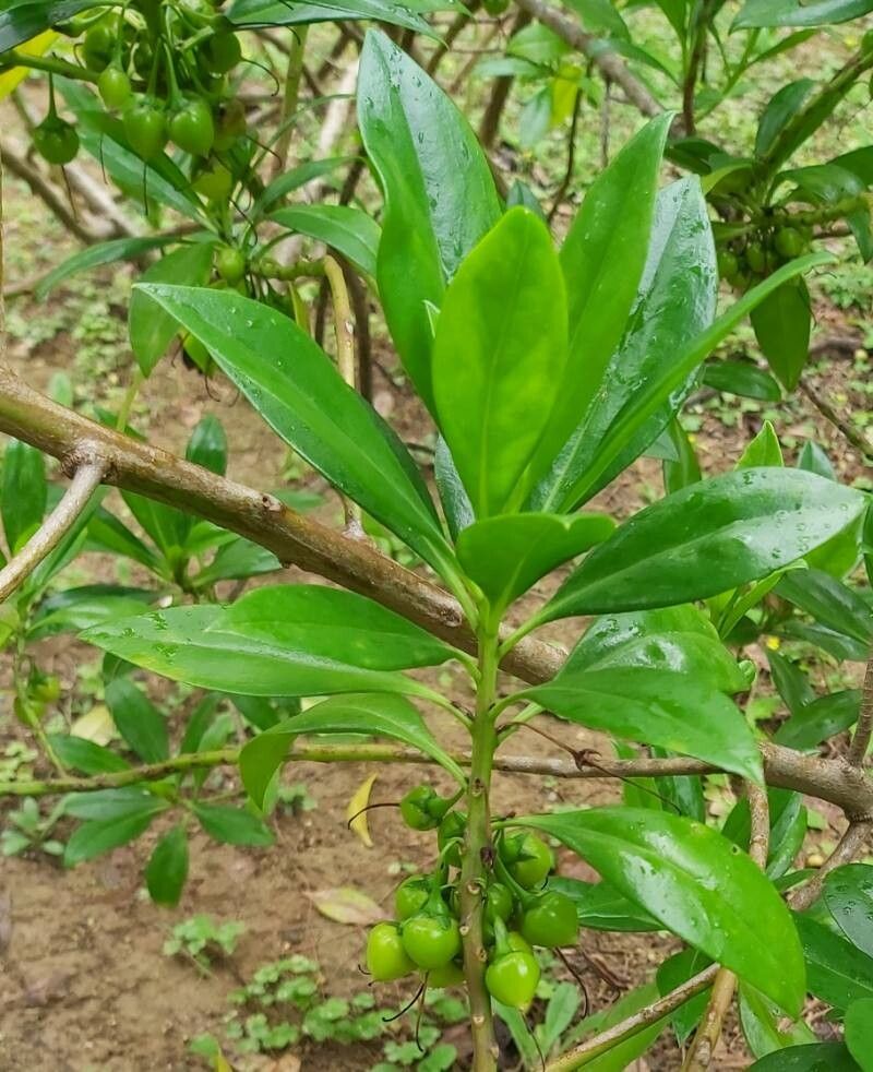 Myoporum bontioides leaf