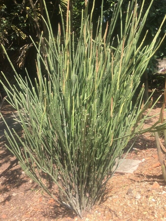 Euphorbia phosphorea habit