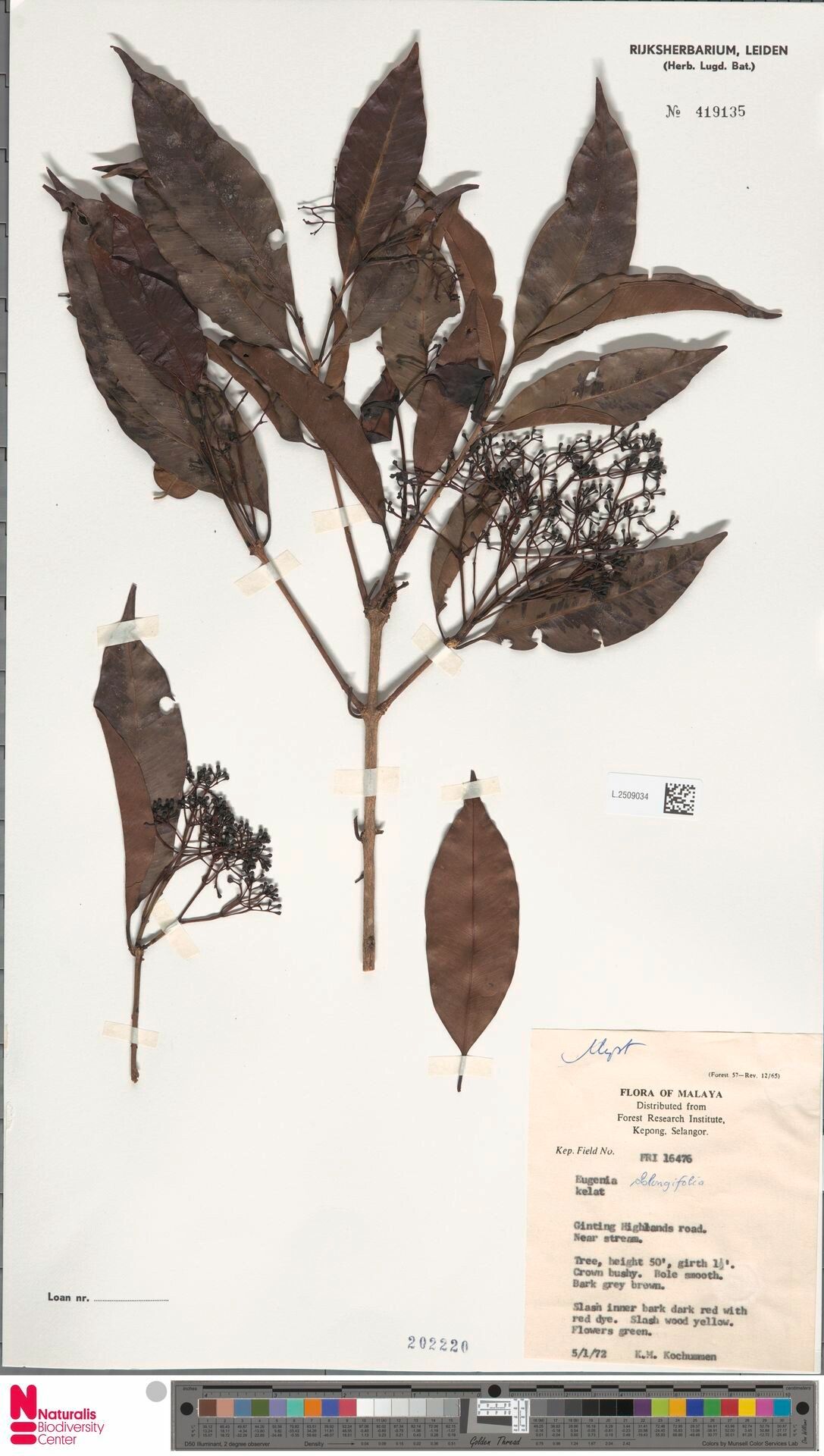 Syzygium maingayi — houseplant care guide