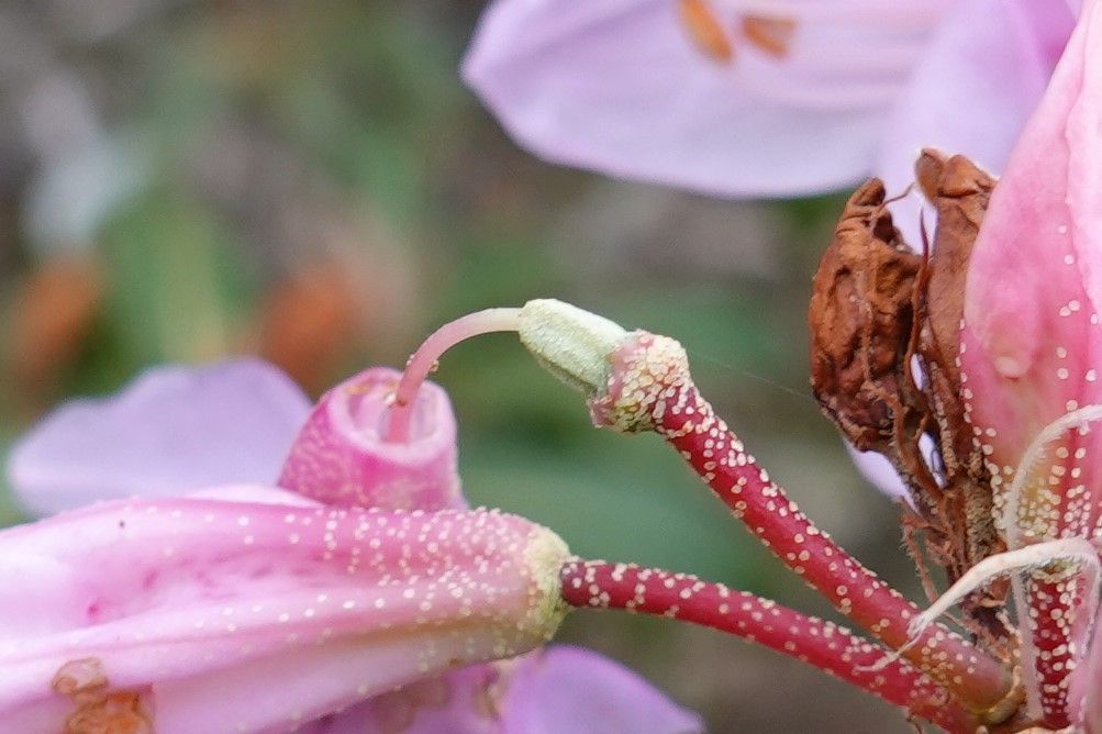 Rhododendron polylepis fruit