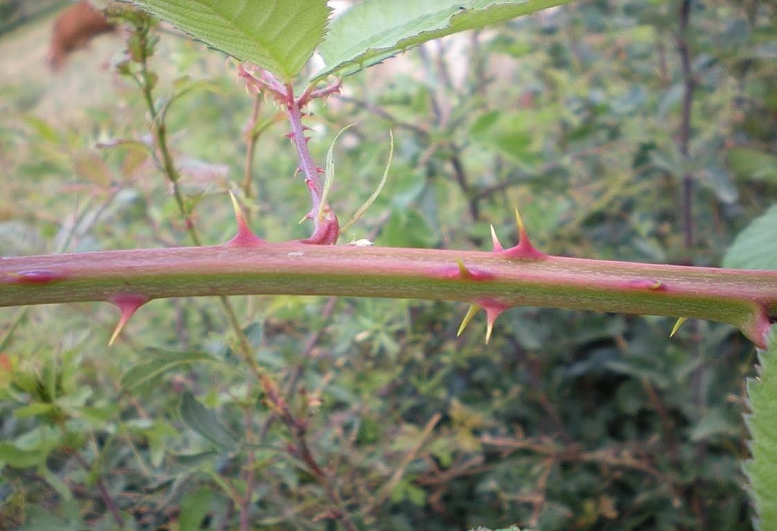 Rubus geniculatus bark