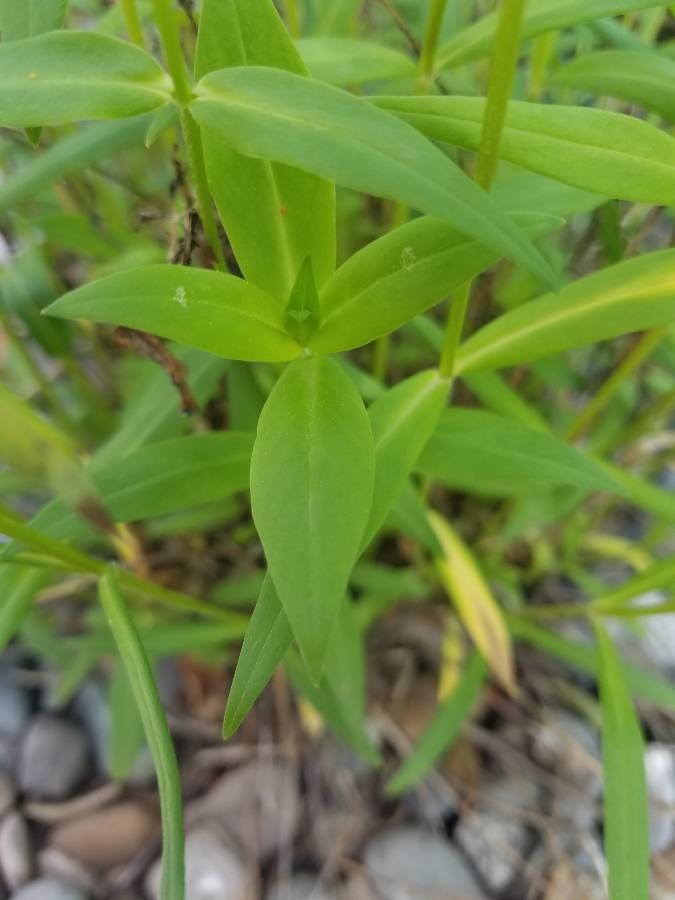 Phlox roemeriana — search result for 'Phlox'