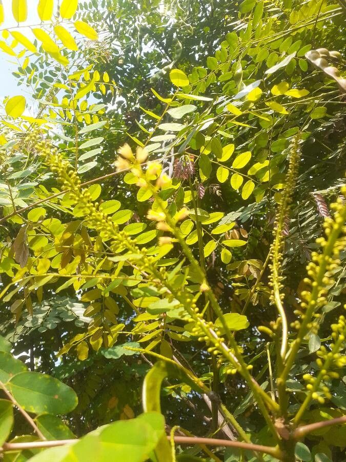 Adenanthera pavonina flower