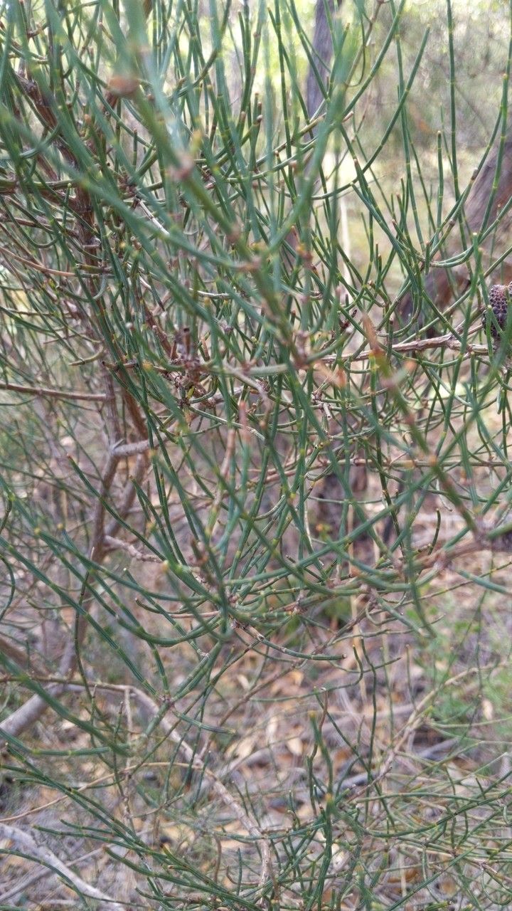 Allocasuarina muelleriana — search result for 'Allocasuarina'