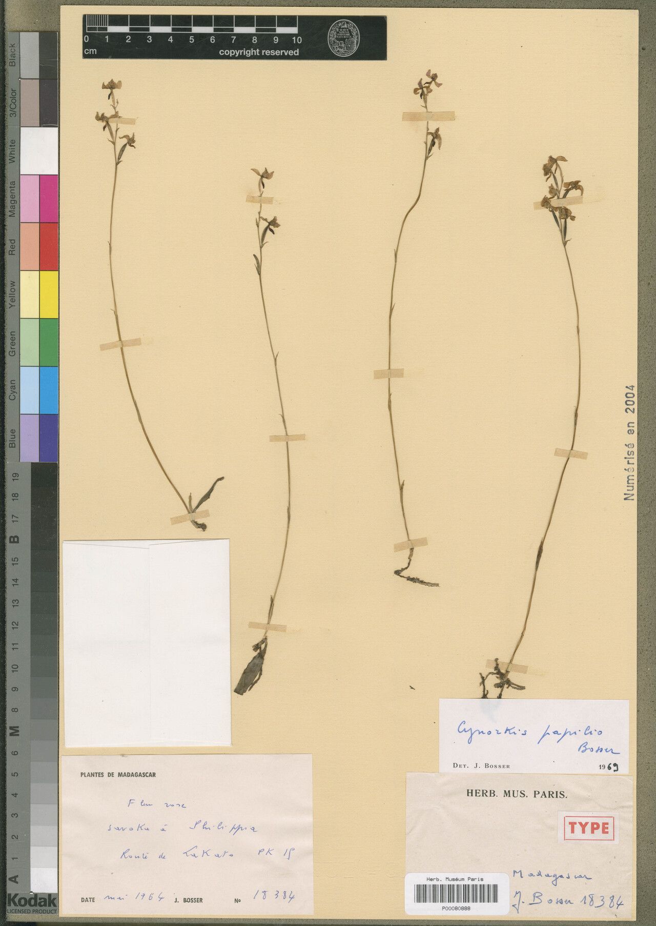 Cynorkis papilio — houseplant care guide