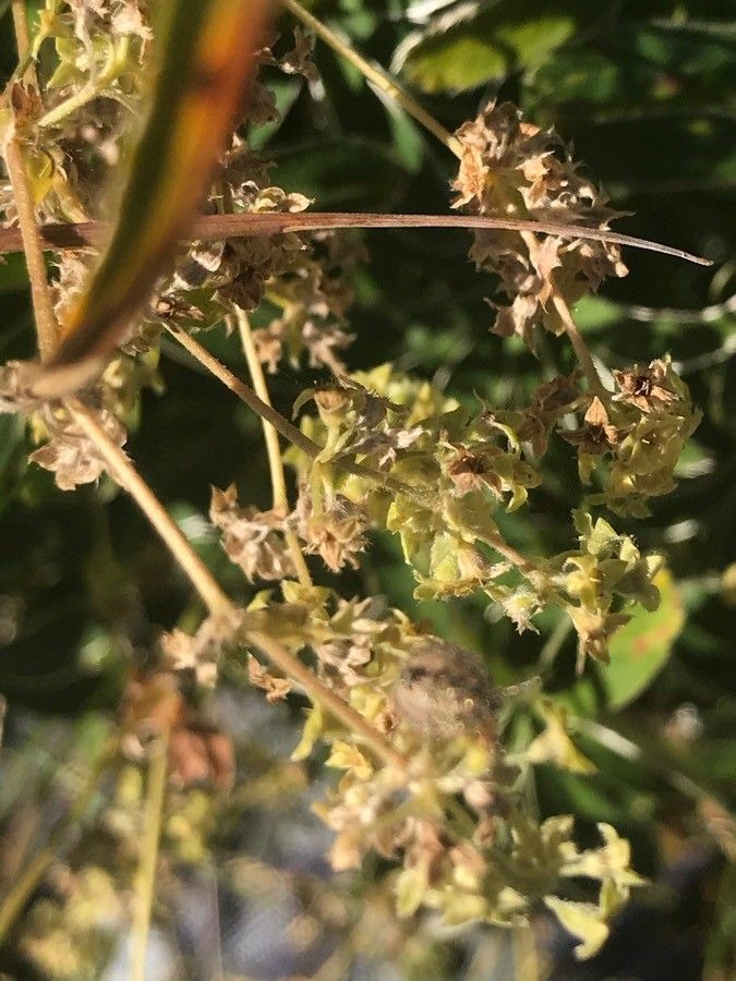 Alchemilla transiens flower