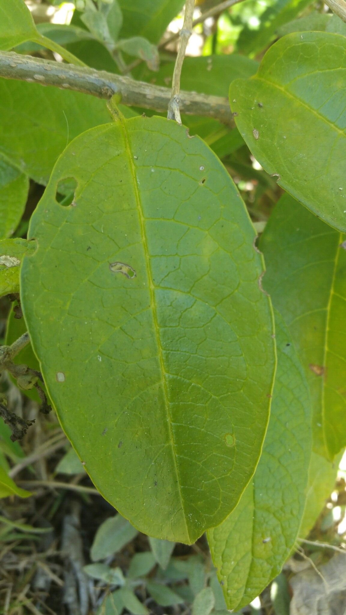 Clerodendrum micans — houseplant care guide