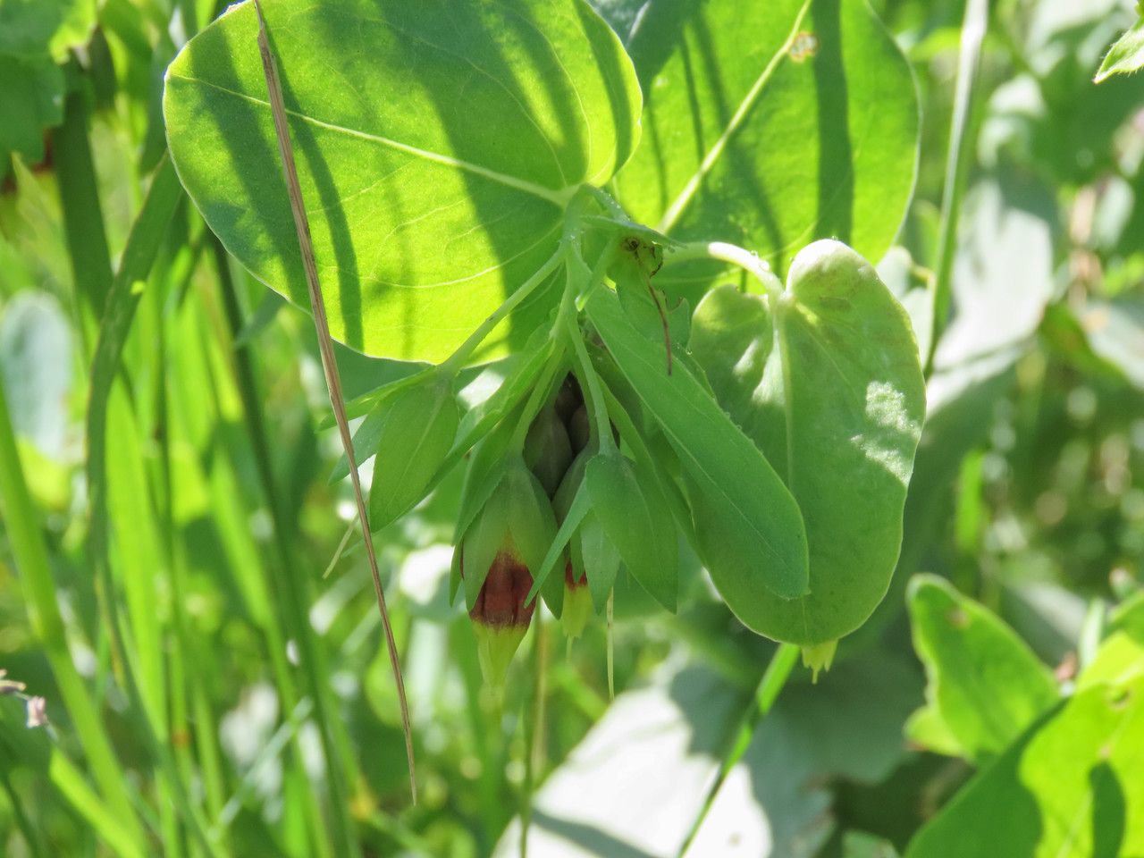 Cerinthe minor flower