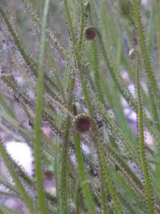 Drosophyllum lusitanicum — search result for 'Drosera'