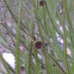 Drosophyllum lusitanicum