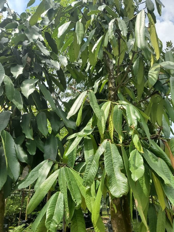 Garcinia nervosa leaf