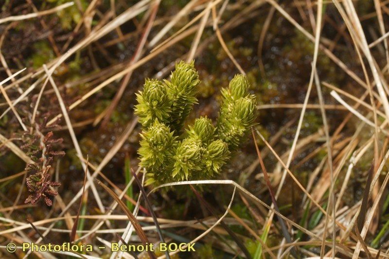 Huperzia suberecta fruit