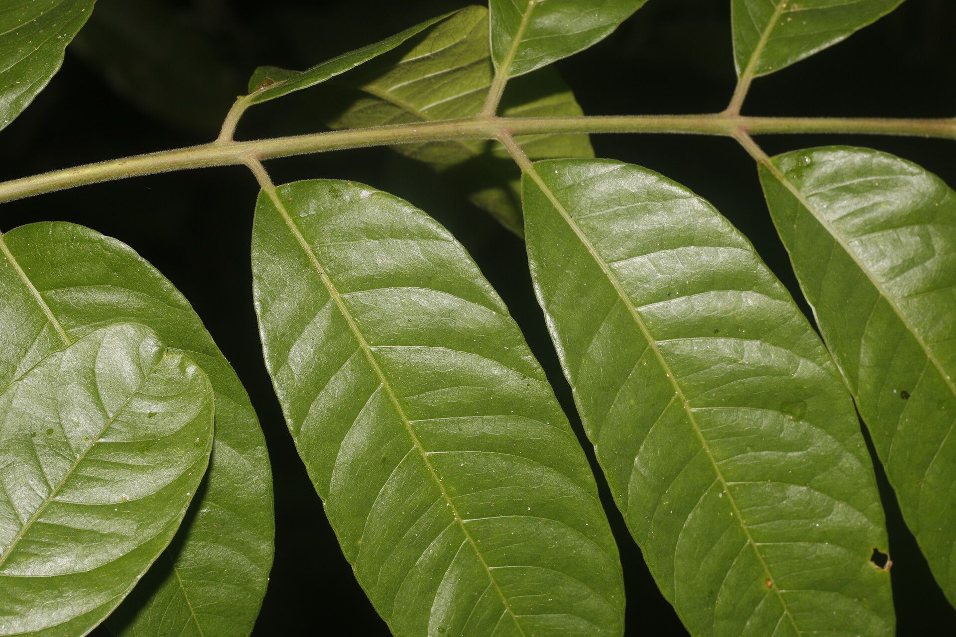 Spondias radlkoferi fruit