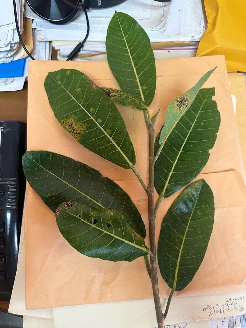 Ficus goldmanii leaf