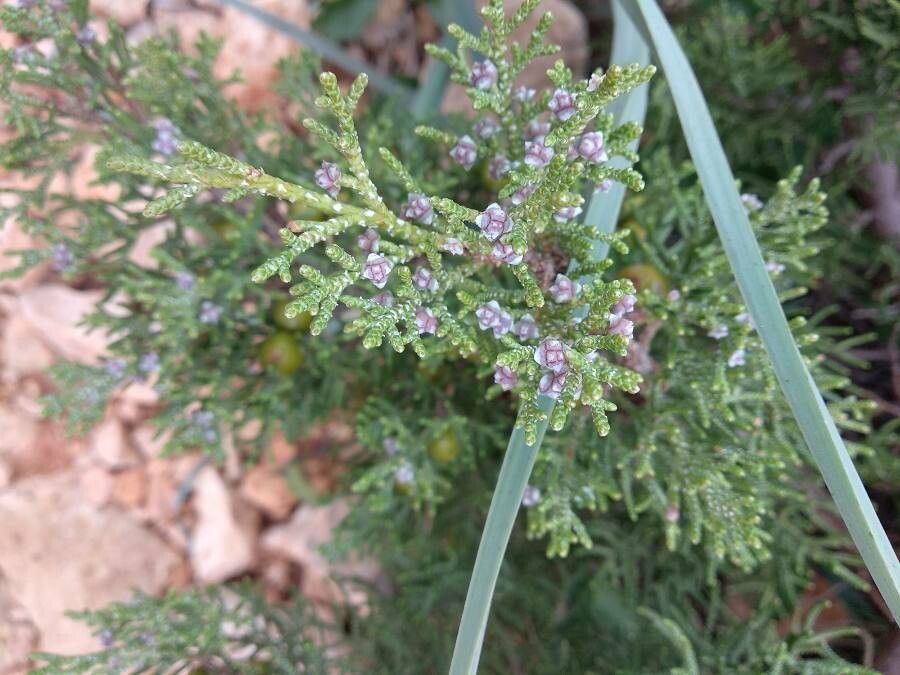Juniperus osteosperma flower