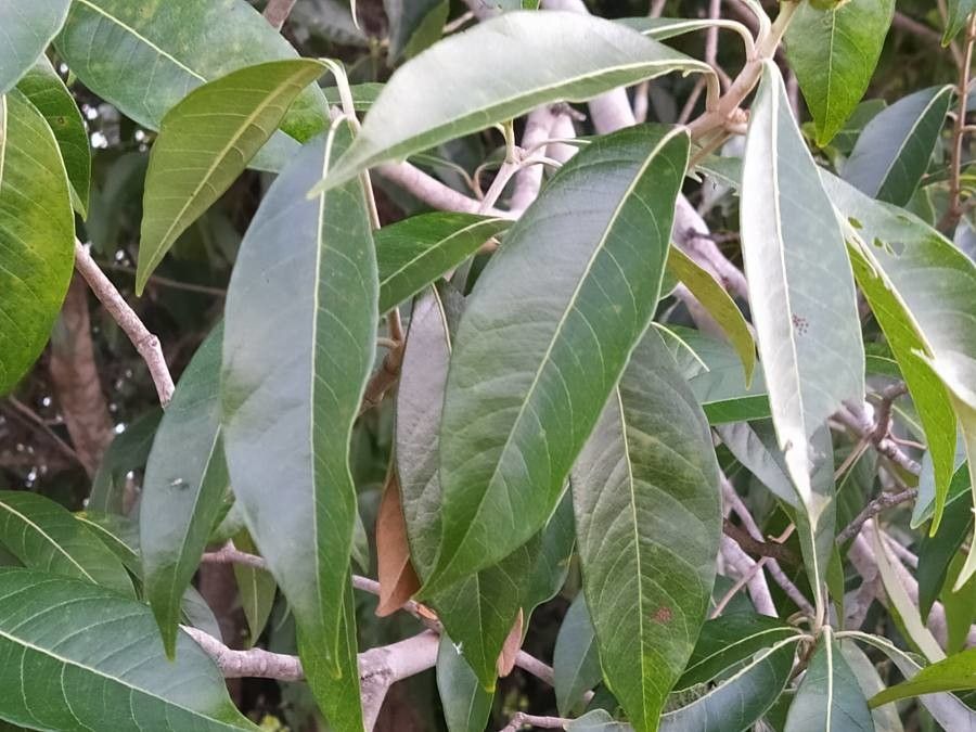 Byrsonima guilleminiana — houseplant care guide