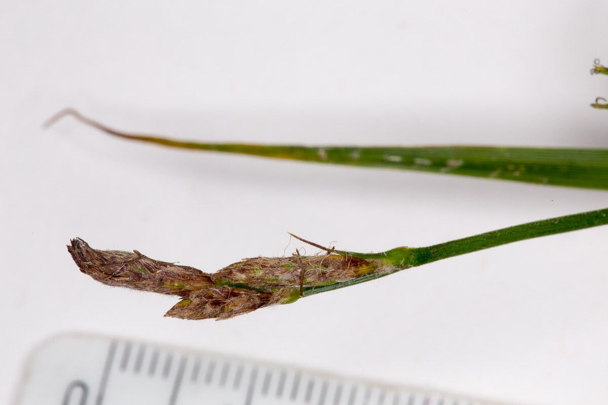 Carex hirta flower