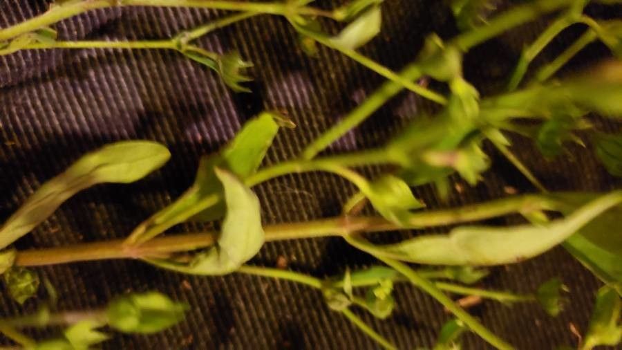 Trichostema dichotomum leaf