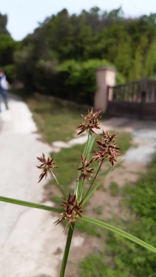 Cyperus fuscus — search result for 'Cyperus'