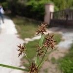 Cyperus fuscus