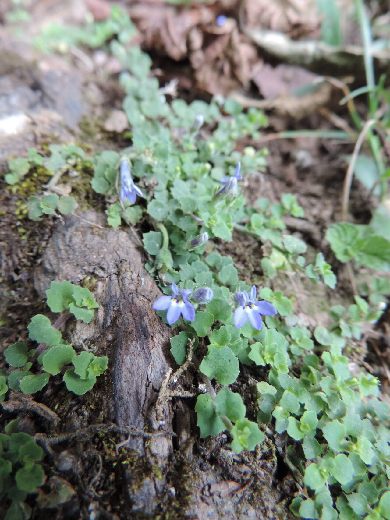 Lobelia minutula — houseplant care guide