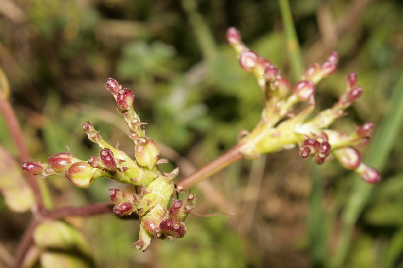 Fedia graciliflora fruit