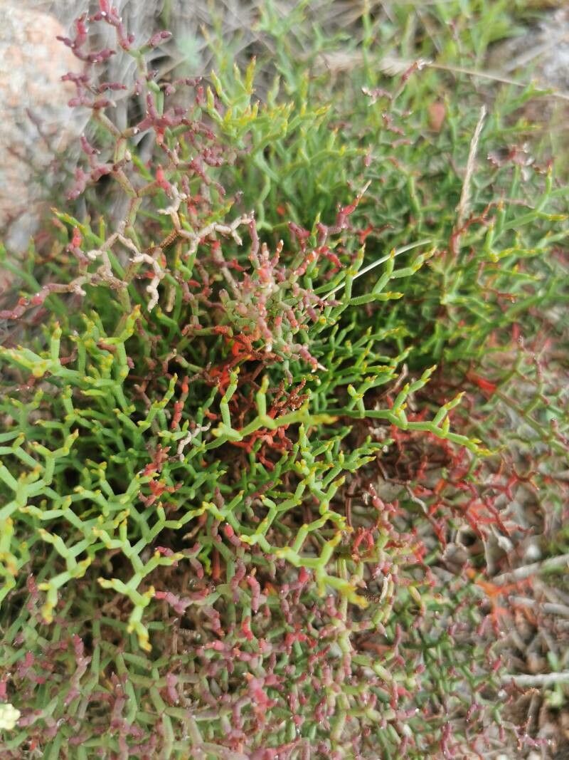 Limonium strictissimum — search result for 'Plumbaginaceae'