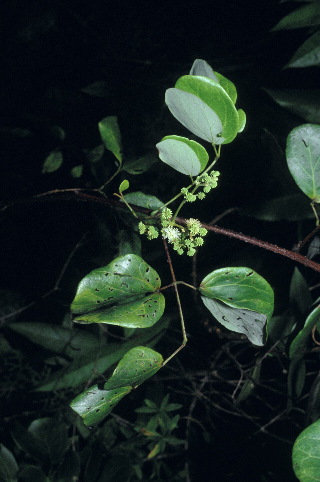 Mimosa guilandinae flower