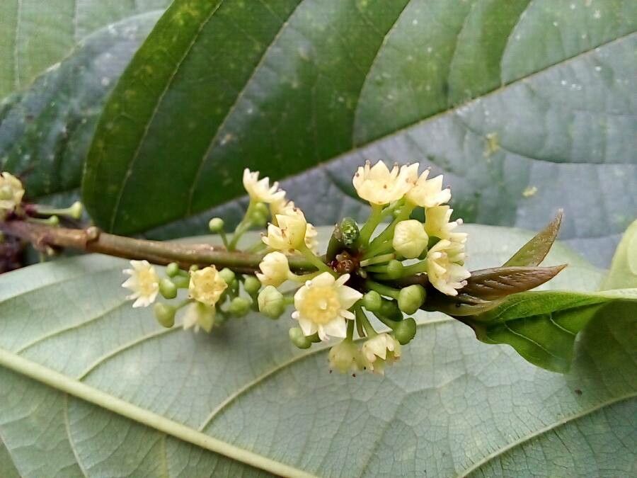 Colubrina spinosa flower